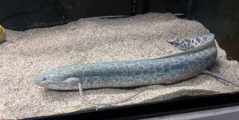 Marbled Lungfish (Protopterus aethiopicus)