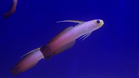 Firefish Goby
(Nemateleotris magnifica)