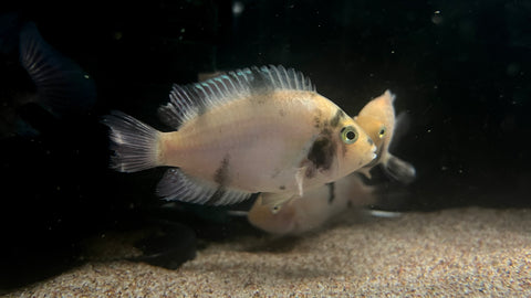 Pink Calico Convict Cichlid (Amatitlania sp.)