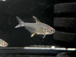 Lemon Tetra (Hyphessobrycon pulchripinnis)