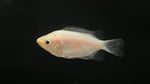 Kissing Gourami (Helostoma
temminckii)