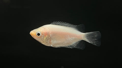 Kissing Gourami (Helostoma
temminckii)