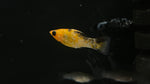 Assorted Molly (Poecilia sp.)