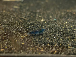 Orange Eye Blue Tiger Cardina