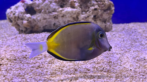 Powder Brown Tang (Acanthurus japonicus)