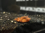 Miurus Puffer (Tetraodon miurus)