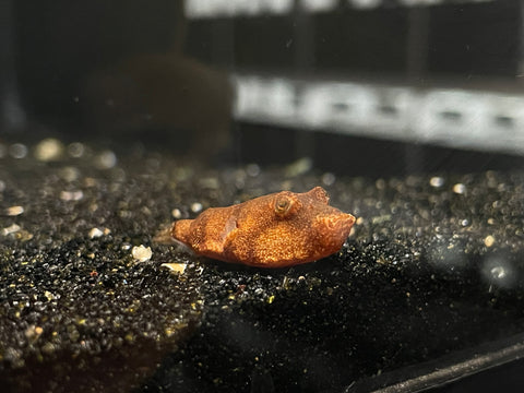 Miurus Puffer (Tetraodon miurus)