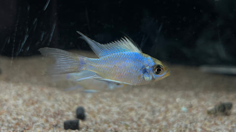 Longfin Electric Blue Ram (Mikrogeophagus ramirezi)