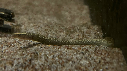 Pipefish Face Eel (Sinobdella sp.) - New Soecies
