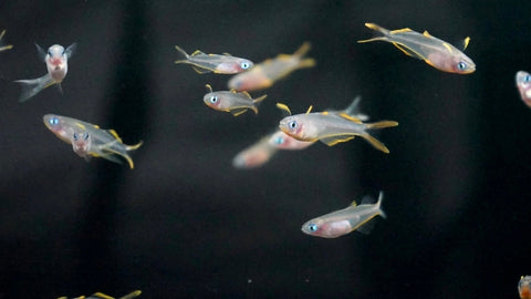 Furcata Rainbowfish (Pseudomugil furcatus)