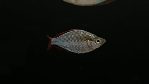 Neon Dwarf Rainbowfish (Melanotaenia praecox)