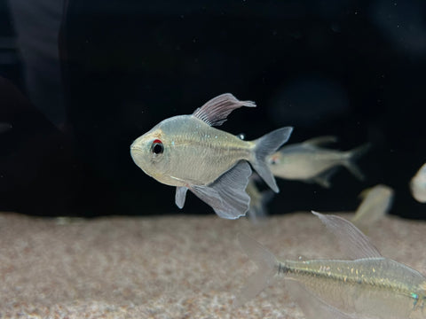 Diamond Tetra (Moenkhausia pittieri)