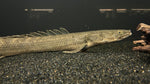 Lapradei Bichir (Polypterus lapradei) - Jumbo.