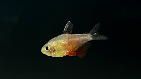 Orange Von Rio / Flame Tetra (Hyphessobrycon flammeus)