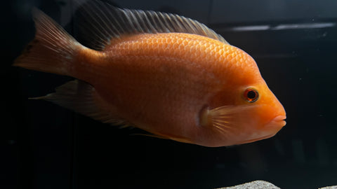 Midas Cichlid (Amphilophus citrinellus) - WYSIWYG