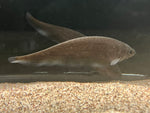 African Black Knifefish (Xenomystus nigri)