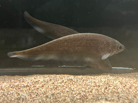 African Black Knifefish (Xenomystus nigri)