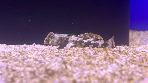Scooter Blenny (Synchiropus ocellatus)