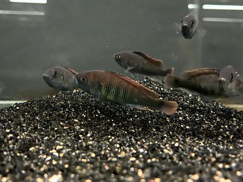 Pundamilia nyererei "Makobe Island"