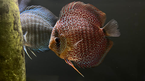 Snakeskin Discus (Symphysodon sp.)