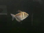 Black Skirt Tetra (Gymnocorymbus ternetzi)