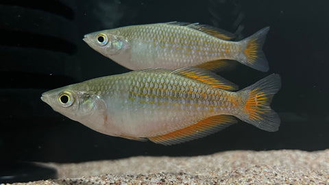 Parkinsoni Rainbowfish (Melanotaenia parkinsoni)