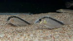 Skunk Corydora (Corydoras arcuatus)