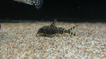 Synodontis decorus