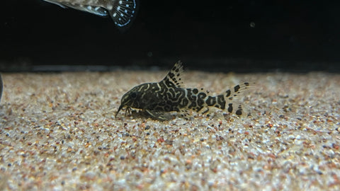 Synodontis decorus