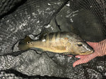 Azul Peacock Bass (Cichla piquiti) - CARGO ONLY