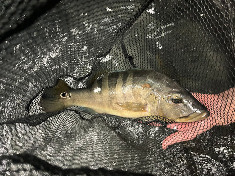Azul Peacock Bass (Cichla piquiti) - CARGO ONLY