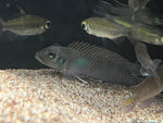 Blue Congo Cichlid (Nannochromis parilus)