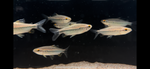 African Red Eye Tetra (Arnoldichthys spilopterus)