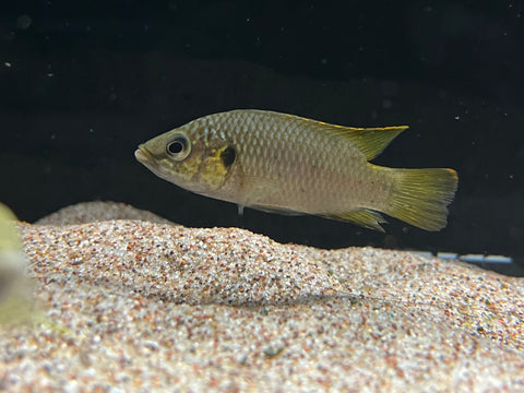 Golden Jewel Cichlid (Hemichromis sp. Guinea II)