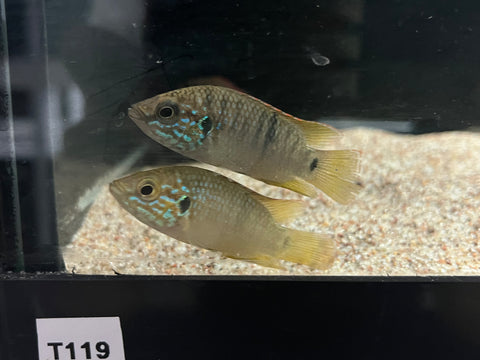 Turquoise Jewel Cichlid (Hemichromis sp. Guinea I)