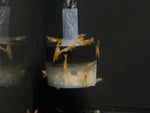 Orange Rili Neocardina