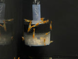 Orange Rili Neocardina
