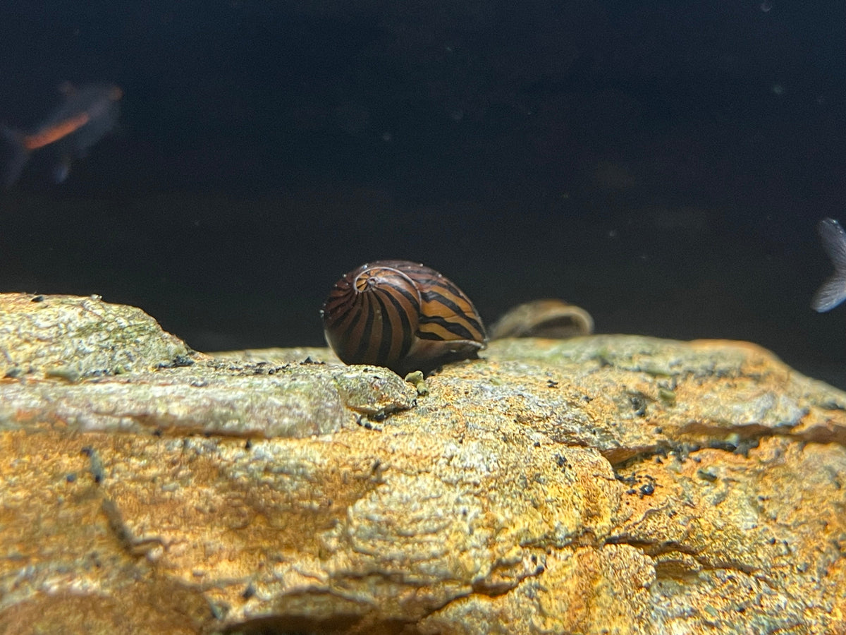 Assorted Nerite Snail (Neritina natalensis) – The Waterfront SLC