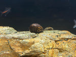 Assorted Nerite Snail (Neritina Natalensis)