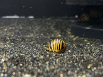 Assorted Nerite Snail (Neritina Natalensis)