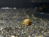 Zebra Nerite Snail (Neritina Natalensis)
