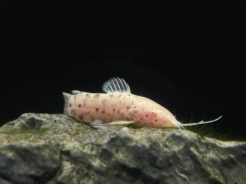 Albino Hoplo Catfish (Megalechis thoracata)
