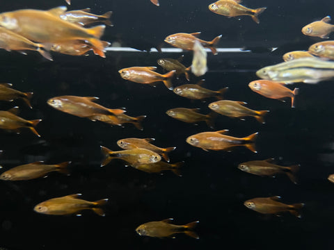Silvertip Tetra (Hasemania nana)
