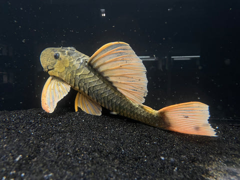 Hypostomus luteus PHASE 3 - RARE SMALL PHASE 3