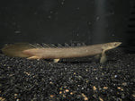 Lake Turkana Senegal Bichir (Polypterus senegalus) - Rare