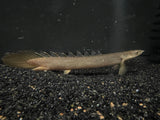 Lake Turkana Senegal Bichir (Polypterus senegalus) - Rare
