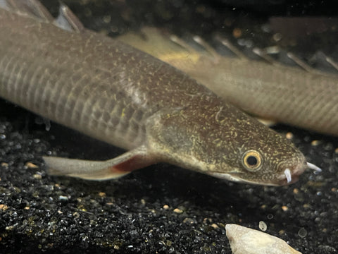 Lake Turkana Senegal Bichir (Polypterus senegalus) - Rare