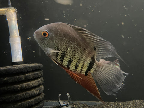 Turquoise Severum (Heros efasciatus)