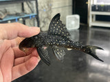 L-501 Black Phantasm Pleco (Hypancistrus sp.)