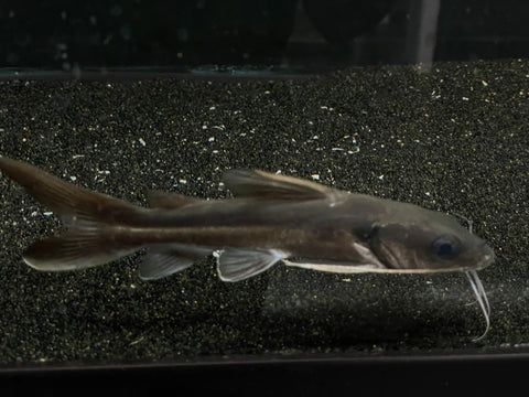 Widehead Catfish (Clarotes laticeps)
